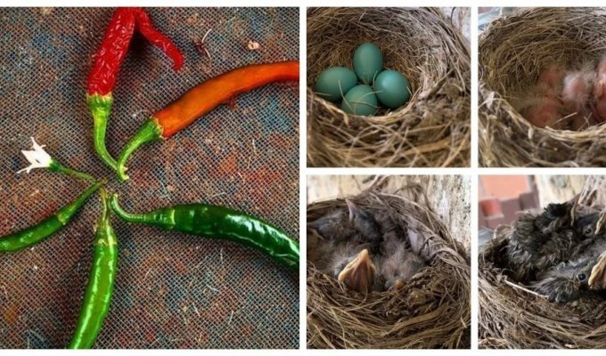 15 фотографий, показывающих жизненные циклы представителей природы (16 фото)
