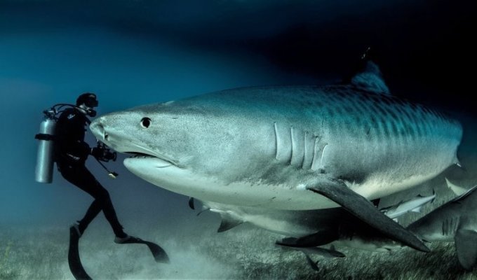 Тигровая акула: грозная морская хищница (12 фото)
