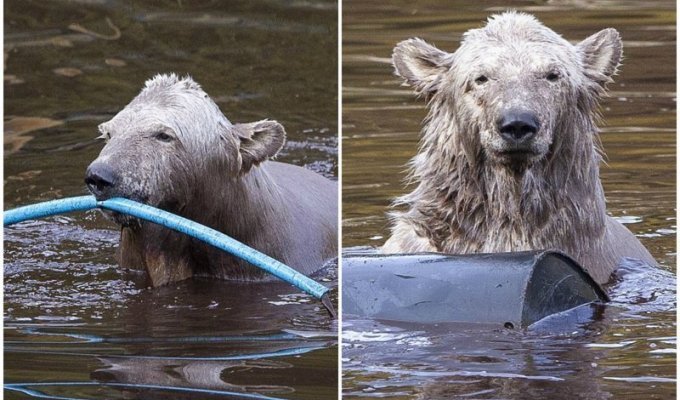 Медвежье счастье: как развлекается единственный белый медвежонок Великобритании (5 фото + 2 видео)