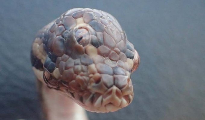 В Австралии обнаружили трехглазую змею (3 фото)