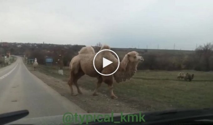 Верблюды переходят дорогу в Краснодарском крае