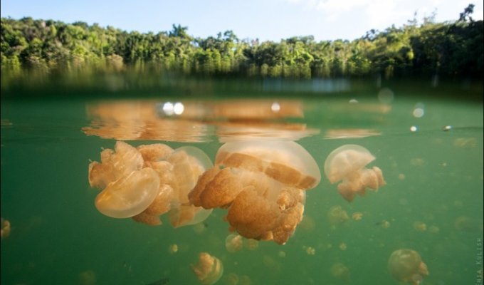 Озеро медуз (34 фото)