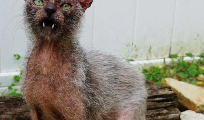 Кошки-оборотни: обзор самой странной и устрашающей породы в мире (8 фото)
