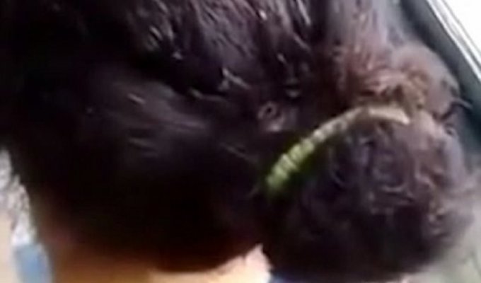 Изумленный пассажир автобуса заснял волосы женщины-водителя, кишащие насекомыми (3 фото)