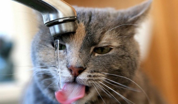 12 признаков того, что пора выпить стакан воды (12 фото)