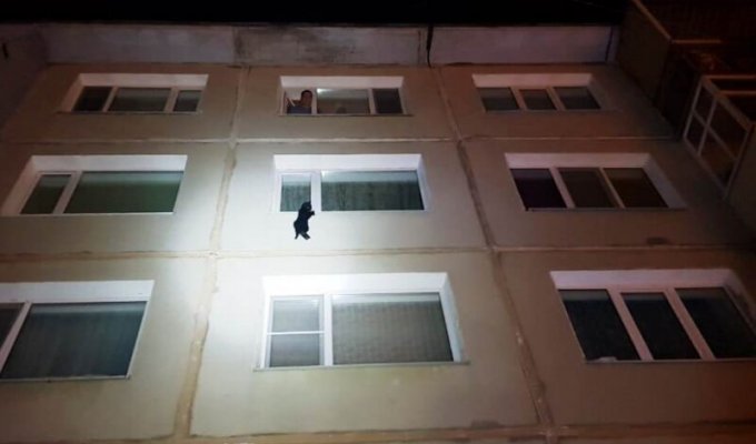 Кота, повисшего на окне четвертого этажа, спасли в Магадане (2 фото)