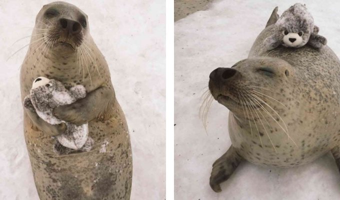 Тюленям из Японии подарили игрушечного тюленя. И они невероятно счастливы (6 фото)