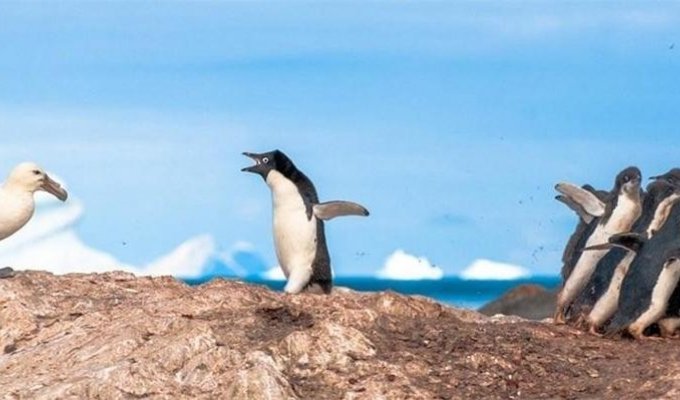 Гигантский буревестник: Маньяк, который держит пингвинов в вечном страхе (10 фото)