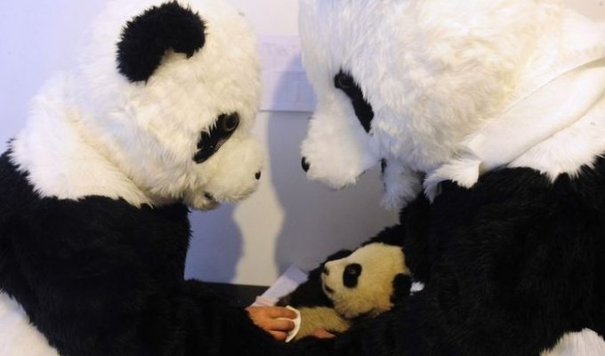 Жизнь детеныша панды (9 фото)