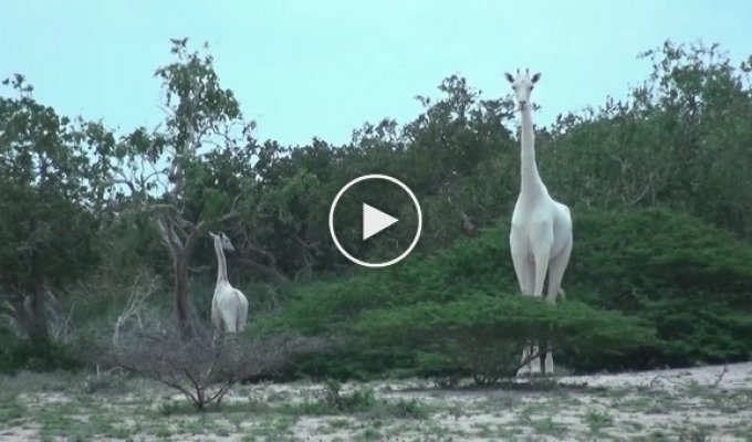 В Кении обнаружены белые жирафы