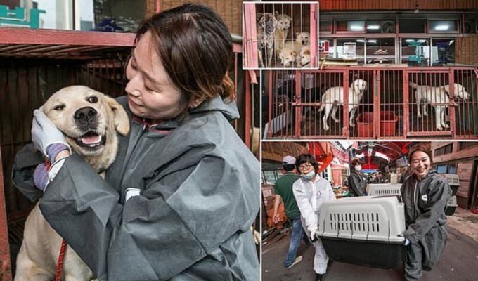 Спасение с бойни: закрыт крупнейший мясной собачий рынок в Южной Корее (13 фото)