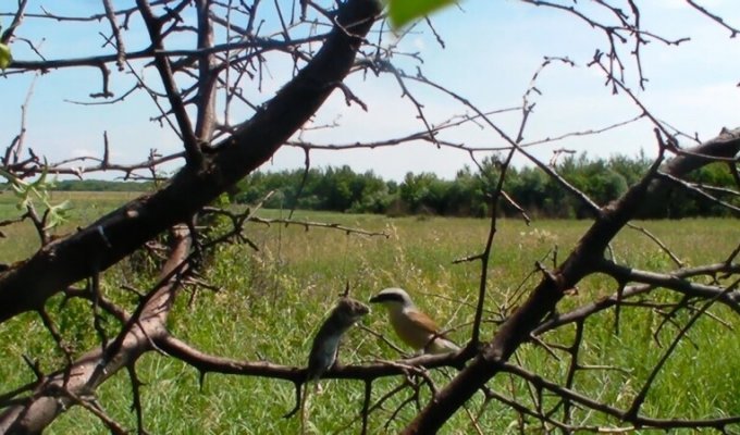 Сорокопут-жулан - миленькая птичка по прозвищу палач (8 фото)