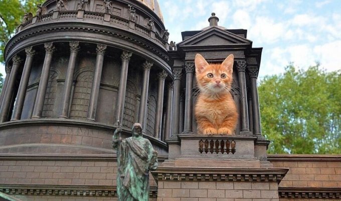 Кошачий Петербург: 10 главных мест, посвящённых кошкам (11 фото)