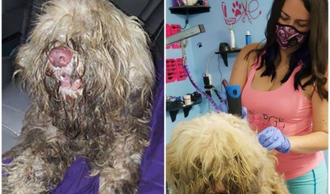 Грумер открыла собачий салон посреди ночи, чтобы спасти бездомного пса (10 фото)