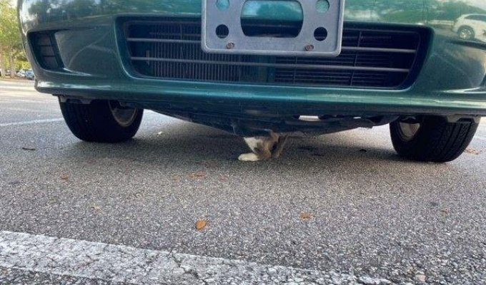 Кошка застрял под капотом автомобиля (4 фото)