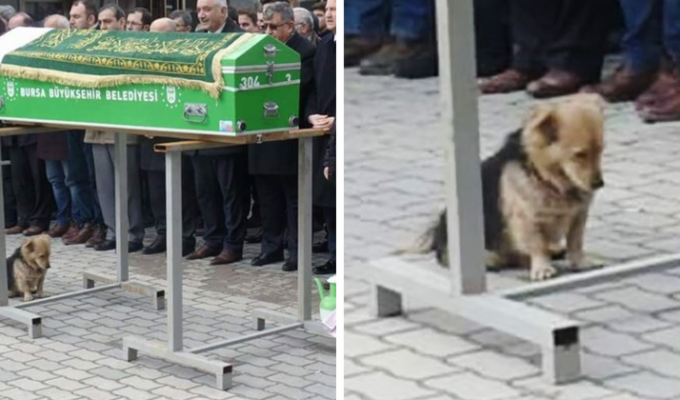 Осиротевший пес каждый день приходит на могилу хозяина (11 фото)