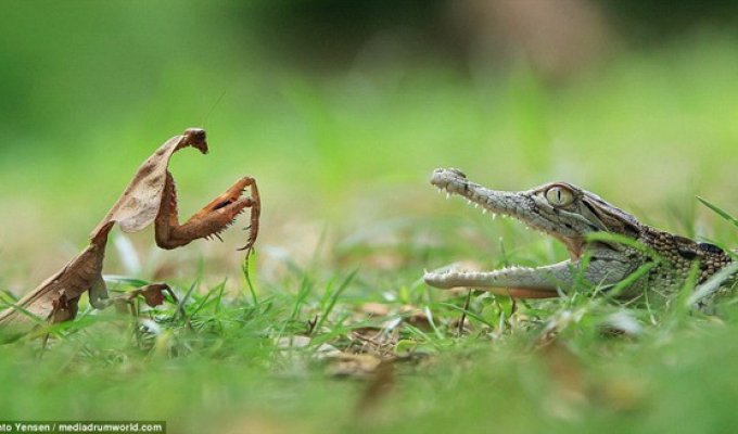 Встреча богомола и детеныша крокодила (4 фото)