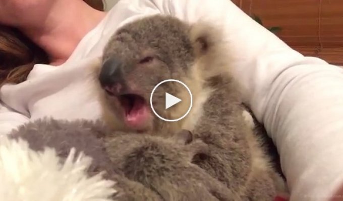 Самое очаровательное видео недели коала с бабочкой на носу