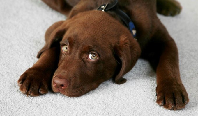 10 лайфхаков, которые должен знать каждый владелец собаки (10 фото)
