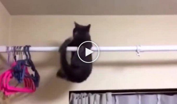 Кот, который забыл о существовании гравитации
