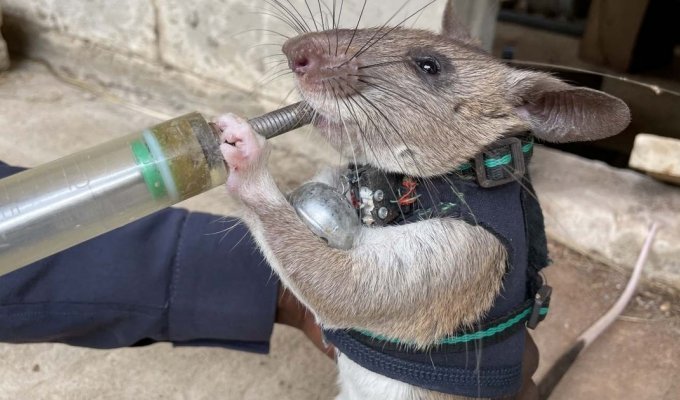 Крысы-спасатели: ученые обучили грызунов искать пострадавших под завалами (2 фото)