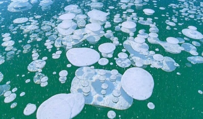 Фантастическое явление: ледяные пузыри на озере Нукабира (7 фото)