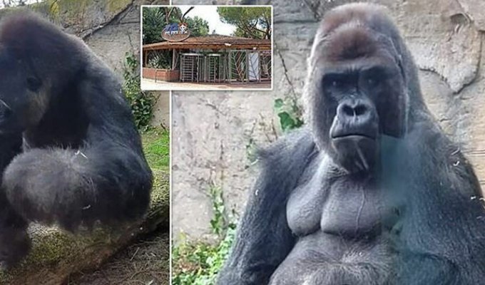 Горилла атакует: огромная обезьяна напугала посетителей мадридского зоопарка (4 фото)