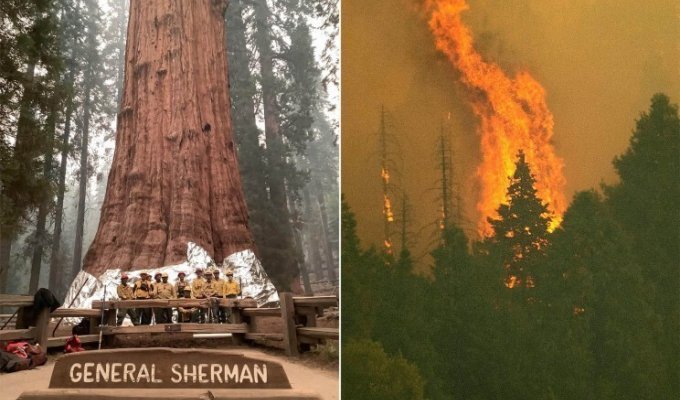 Крупнейшее в мире дерево, секвойя «генерал Шерман», может сгореть в лесном пожаре (3 фото)