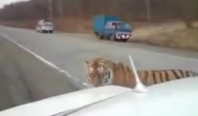 Молодой симпатичный тигр желает познакомиться