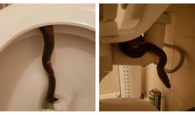 Вот почему в Австралии необходимо каждый раз проверять туалет перед его использованием (4 фото)
