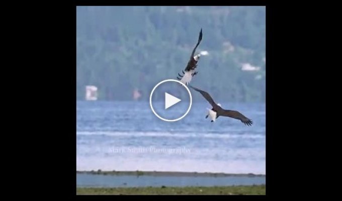 Воздушный танец двух красивых орланов