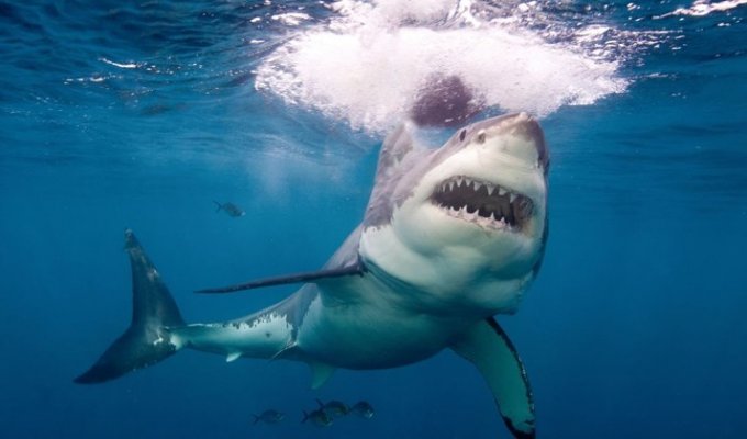 10 самых опасных морских животных (10 фото)