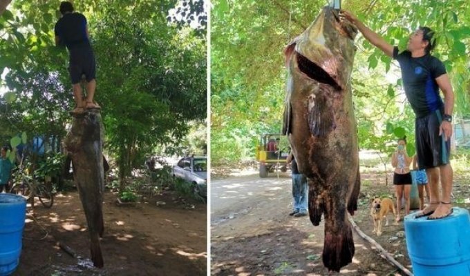 В Коста-Рике поймали гигантского 200-килограммового окуня (1 фото + 1 видео)