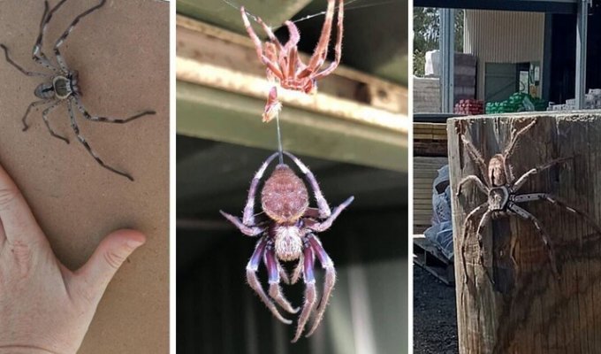 Отважный австралиец позволил пауку-гиганту целый год расти в своем доме (27 фото + 2 видео)