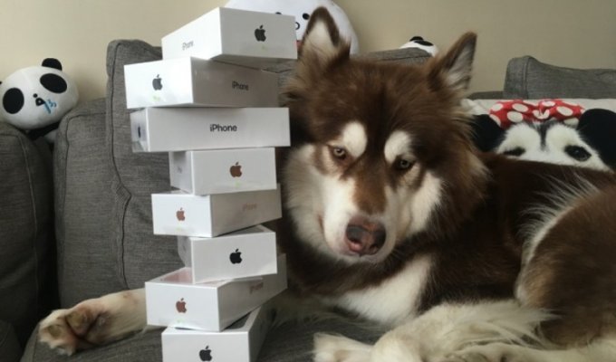 Сын богатейшего жителя Китая подарил своей собаке восемь iPhone 7 (13 фото)