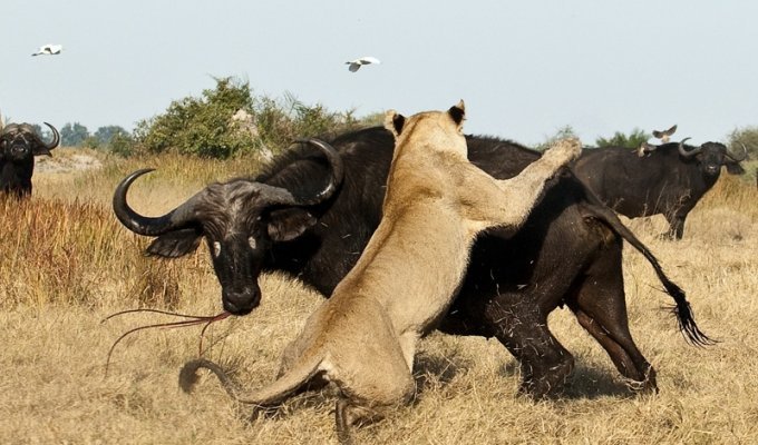 Дикая Африка – остров, где львы охотятся только днем (23 фото)