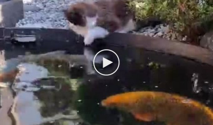 Кот и рыба любезно пообщались между собой