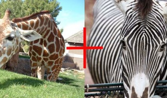 Что будет если жирафа скрестить с зеброй? (3 фото)