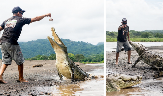 Бесстрашный гид кормит с рук диких крокодилов на радость туристам (17 фото + 1 видео)