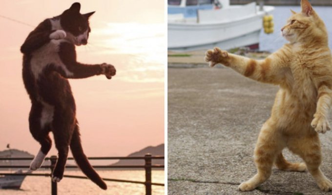 Уличные коты осваивают мастерство кунг-фу (20 фото)