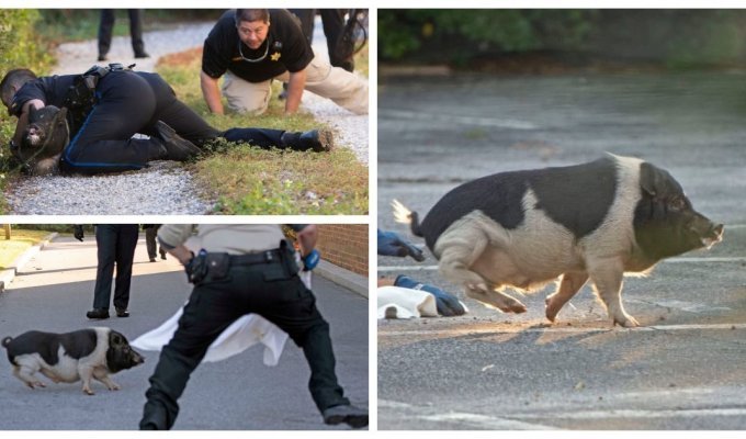 Поймай меня если сможешь: полицейские целый час гонялись за свиньей во Флориде (5 фото)