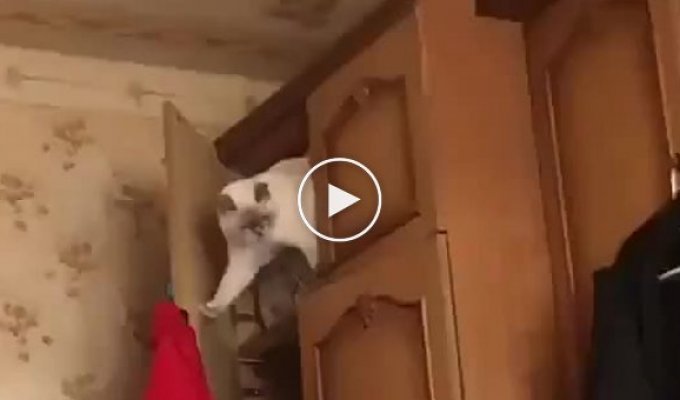 Вылезающий из шкафа кот стал акробатом поневоле