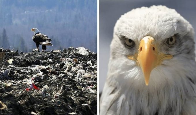 Белоголовые орланы переносят мусор со свалки в город, и люди не знают, что с этим делать (6 фото)