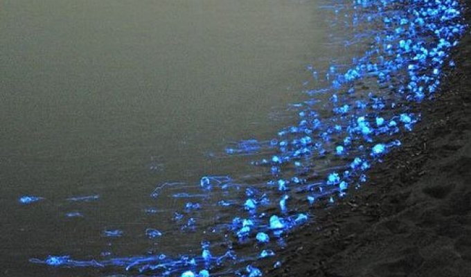 Светящиеся медузы в Японии (6 фото)
