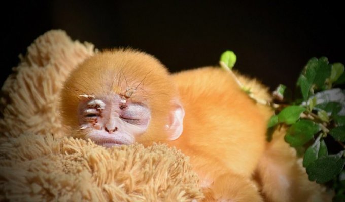 Осиротевшая маленькая обезьянка, обрела плюшевую маму (8 фото)