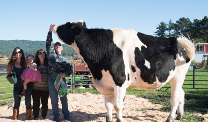 Дэнниел - самый высокий в мире бык ростом 193 см (8 фото)