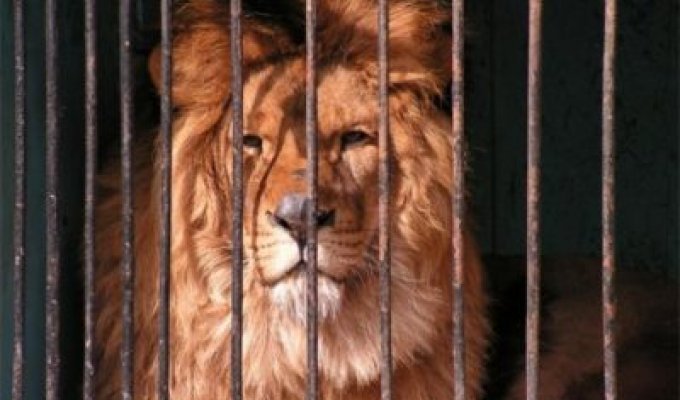 Пьяный россиянин проник в зоопарк, чтобы “поговорить” со львом