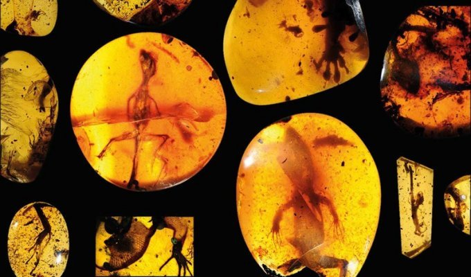 В бирманском янтаре нашли древнейших хамелеонов возрастом 99 млн лет (2 фото)