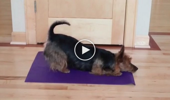 Как щенок стало инструктором по йоге