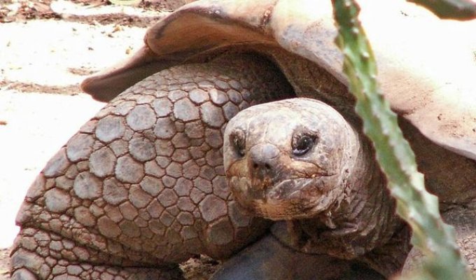 Всемирный день черепахи (World Turtle Day) (17 фото)